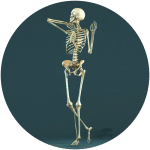 Skeletal-support-standing-on-one-leg-150x150